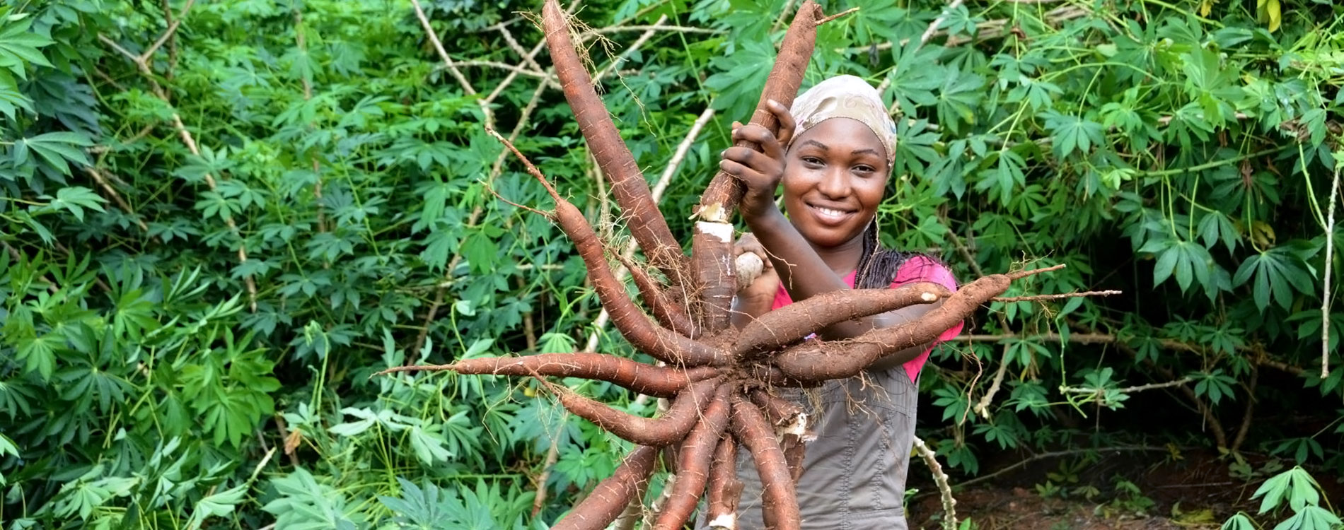 A farmer proudly displays TME419 cassava variety