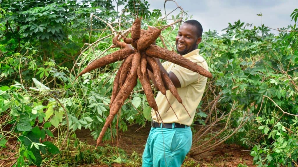 An IITA farm officer, Anetor Omonuwa, holds cassava variety undergoing field testing for high yield potentialin IITA’s Ikenne research station in Nigeria.