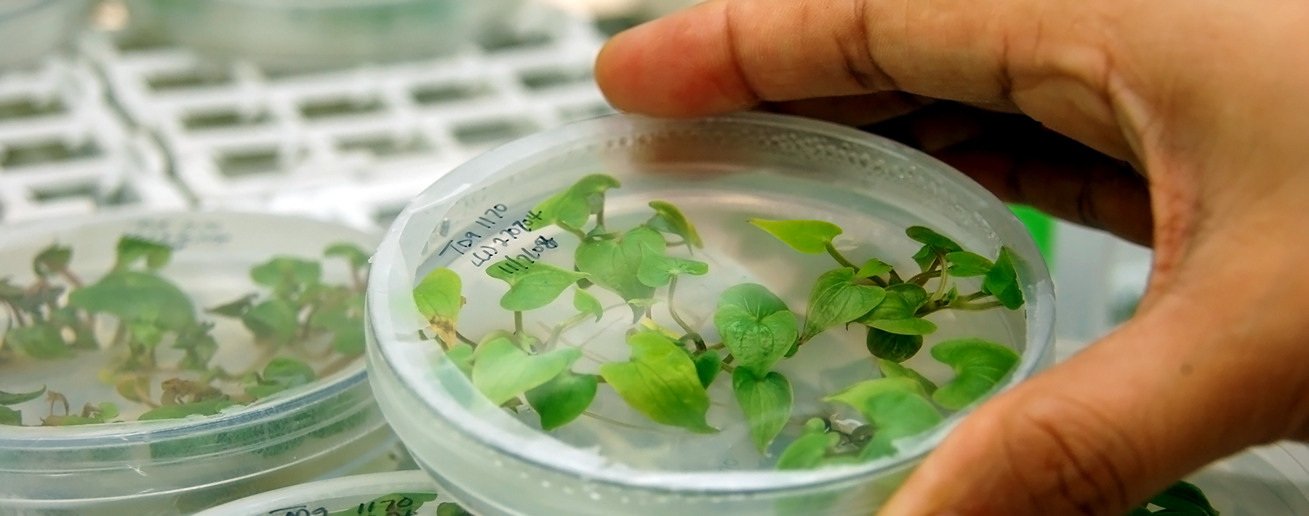 CGIAR Germplasm Health Units organize Phytosanitary Awareness Week