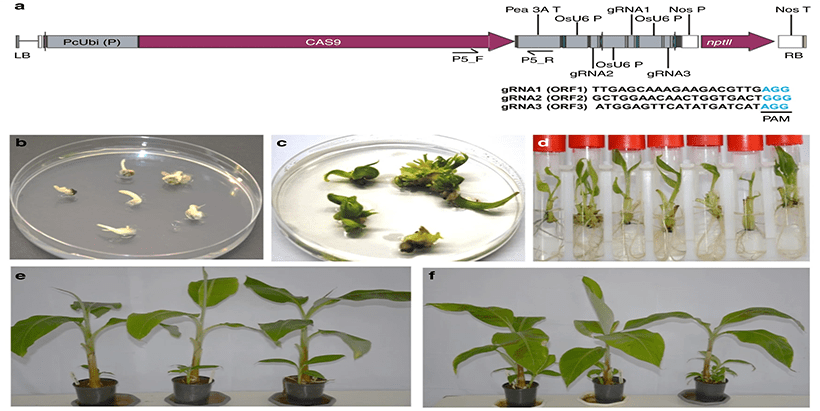 IITA paper on genome editing among most read Open Access journal