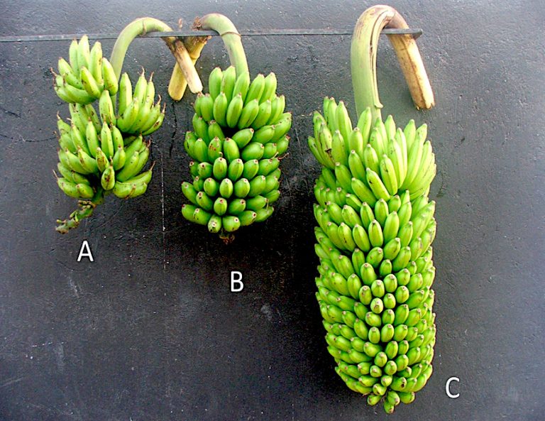 Banana hybrids can more than double the yield of best parents