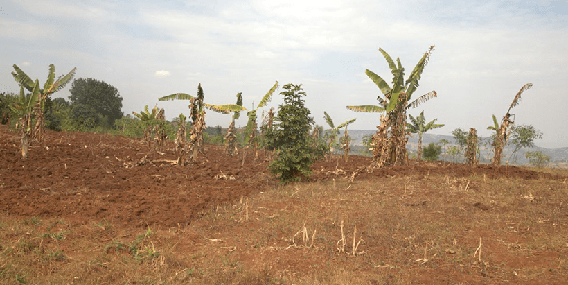 Novel and effective technique to control Banana Xanthomonas wilt is suitable for Rwandan agroecology