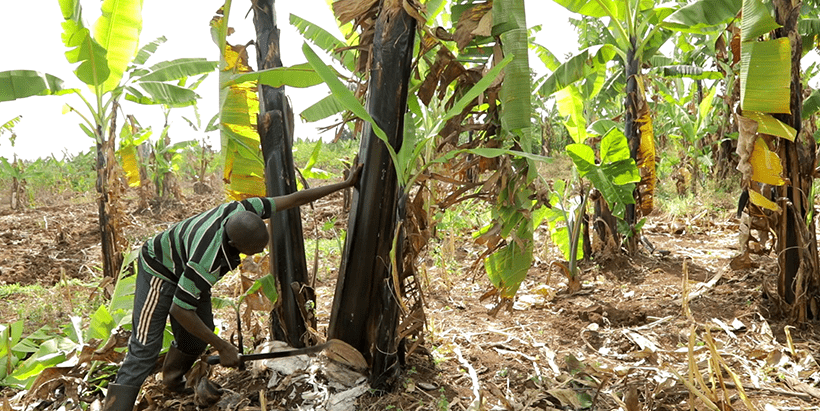 Novel and effective technique to control Banana Xanthomonas wilt is suitable for Rwandan agroecology