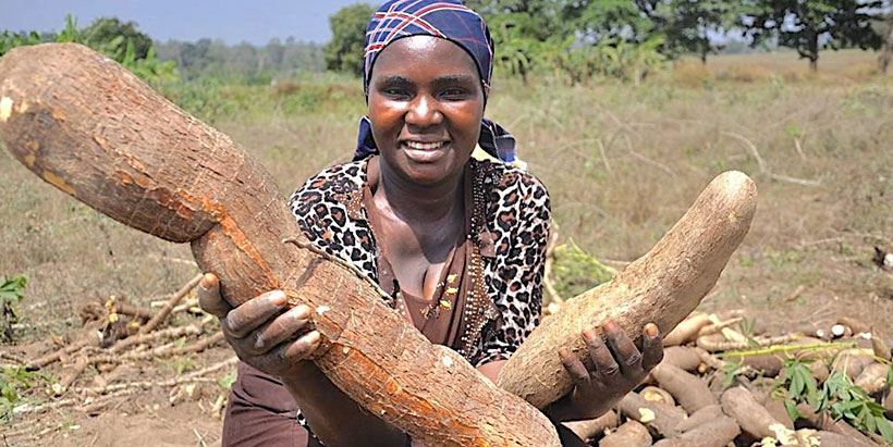 Gift supports Cornell’s Tanzanian cassava efforts