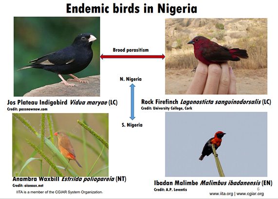IITA contributes to conserving Nigeria’s rarest endemic bird: Ibadan Malimbe