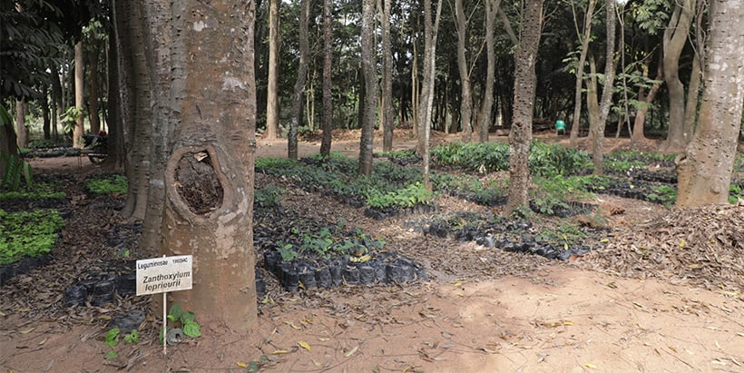  IITA Tree Heritage Park awarded the 500th Level II accreditation by ARBNET