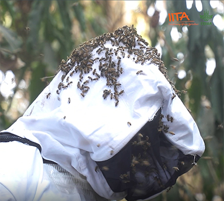 Honey from harvested honeycombs at an IITA Forest Center bee hive