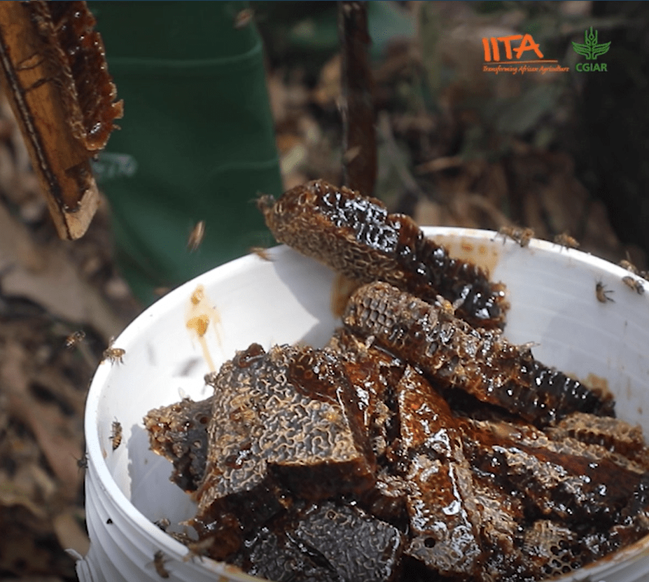 Honey from harvested honeycombs at an IITA Forest Center bee hive.