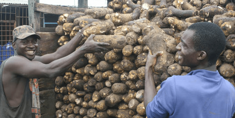 Loading yam tubers—an essential food and income source—into a truck transport to markets.