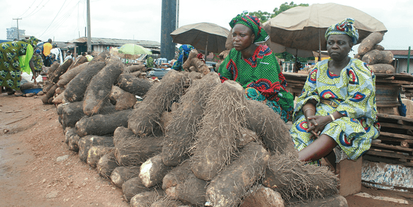 Selling yam tubers at Bodija Market in Ibadan, Nigeria.