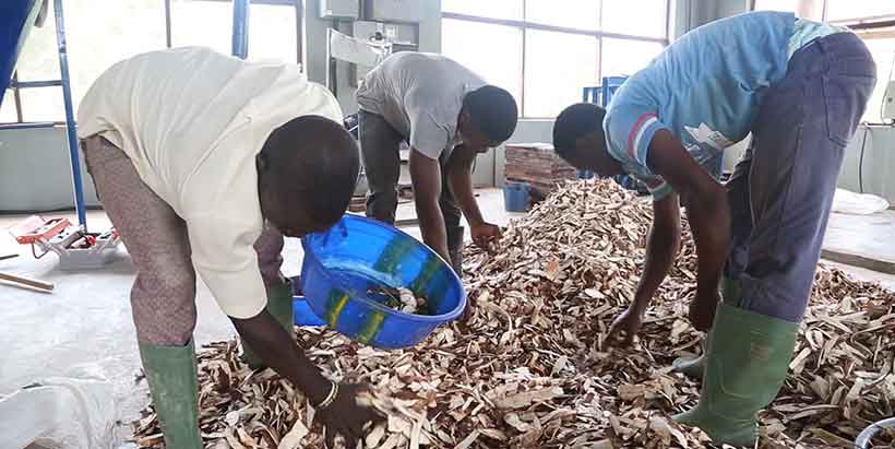 Factory workers sorting the peels for processing High Quality Cassava Peels (HQCP) flour.