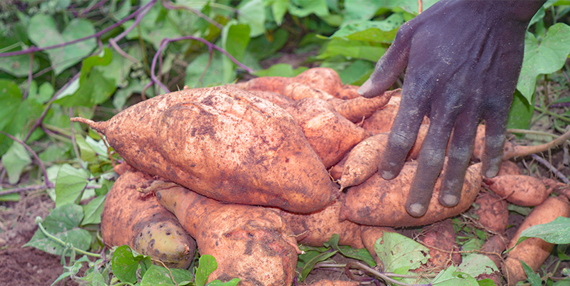 Orange fleshed sweet potato harvested from the ENABLE-TAAT OFSP demonstration plot.   