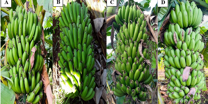 Bunches of the four new ‘Matooke’ cooking banana cultivars released by Tanzania Agriculture Research Institute (TARI) in June 2021: (A) ‘TARIBAN1’, (B) ‘TARIBAN2’, (C) ‘TARIBAN3’, and (D) ‘TARIBAN4’. Photo: TARI/M.Shimwale