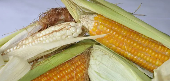 Vitamin A maize.
