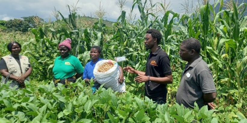  Farmers—Margret Khotani (in green t-shirt), Jenesi Mukhitho (in blue t-shirt)—of Thuchira EPA in Mulanje and IITA Research Technician Peter Kadwala (in black t-shirt) explaining the benefits of IITA’s maize-cowpea intercropping to the EU delegation.