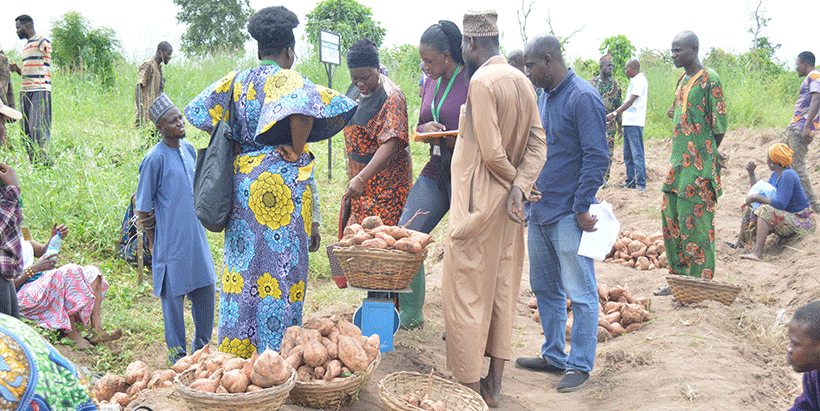 Farmers on the field with harvested orange fleshed potatoes.