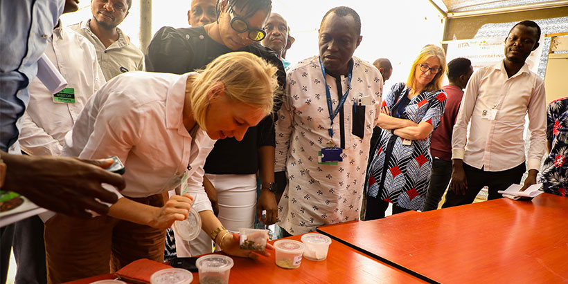 Dutch Agricultural Counsellor Inge Tenniglo looking at black soldier fly larvae.