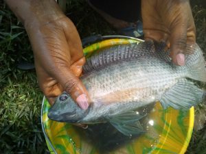 One of the beneficiaries of thefish multiplication training, Doline Matempa, showing off a catfish