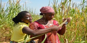 Female youth agripreneurs in the field, gathering data on pearl millet.