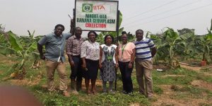hybridIITA News no. 2528NigeriaNIHORTplantainplantain hybrid
