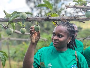 A female entrepreneur inspecting a macaruja fruit before harvest.