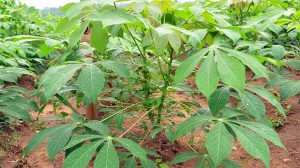 Cassava plant (Manihot esculenta).