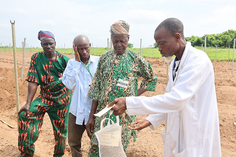 An IITA expert identifies seed yams for members of the farmers' cooperatives.