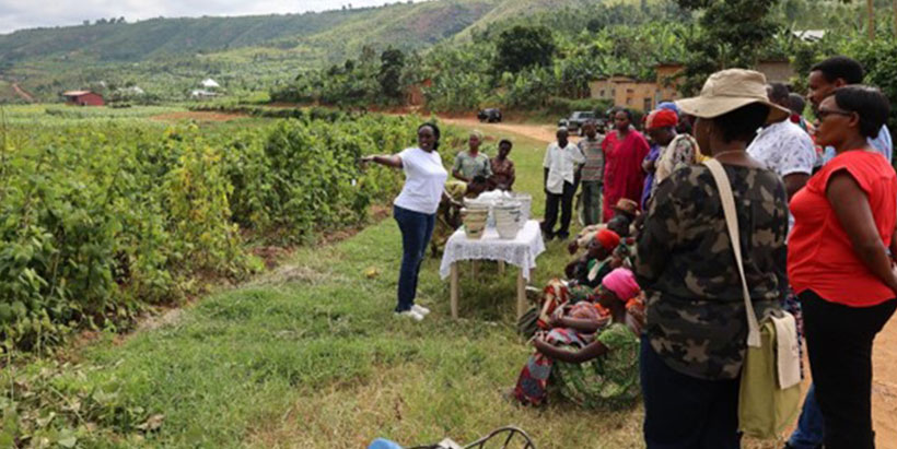Farmers observing a beans demonstration plot and learning best practices to apply in their own farms.