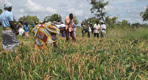 Farmers selecting their favorite cowpea varieties.