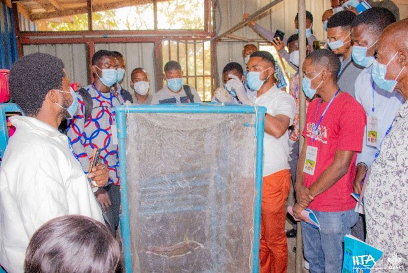 Practical workshop session demonstrating how to establish the adult fly cages.