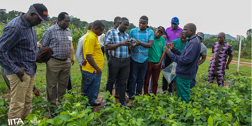 IITA Soybean Research Technician Sunday Ojo, demonstrating the process of crossing soybean plants on the field.