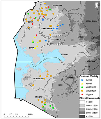 Geographic distribution of the top five cassava varieties cultivated in 2022 and 2023 in six counties of western Kenya.