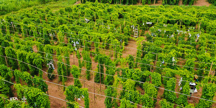 IITA and Pairwise secure $3.8M to boost yam production through gene editing