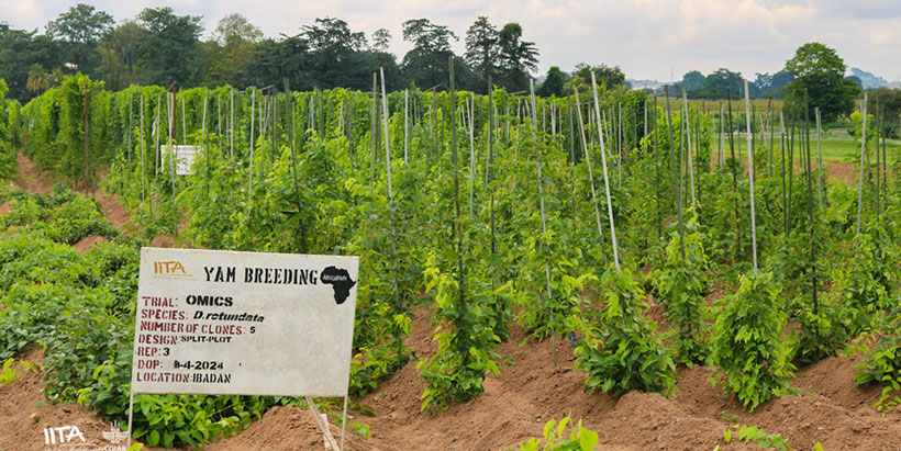 IITA and Pairwise secure $3.8M to boost yam production through gene editing