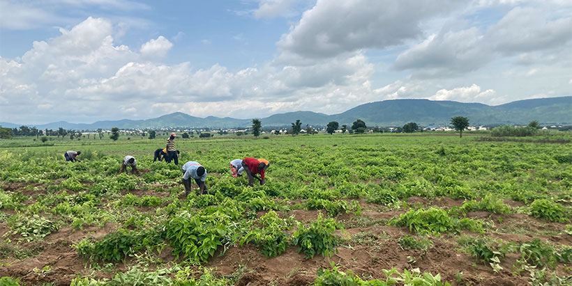 The workers' union sent IDPs as temporary workers to farmers' fields in Kwali, FCT, Nigeria.