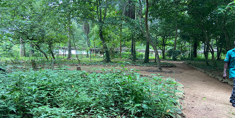 Tranquil view of IITA Forest Center’s ethnobotanical garden were local vegetables and indigenous trees are raised.
