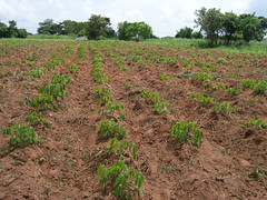 A cassava field.