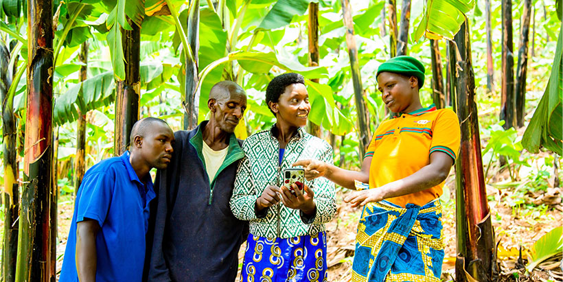 Farmers in a banana farm exploring a moblie app on a phone.