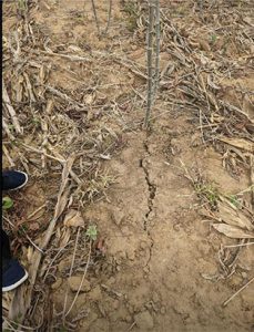 Soil cracks in cassava field.