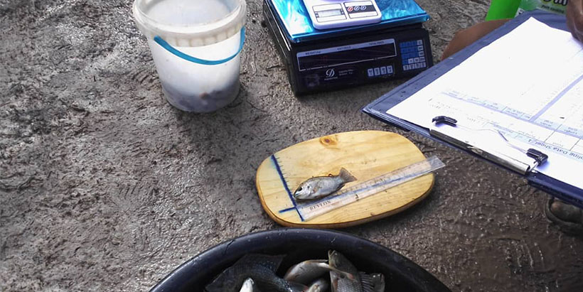 Researchers attended pond harvesting events on a subset of fish farms to collect measurements of yield, fish size, and fish species.