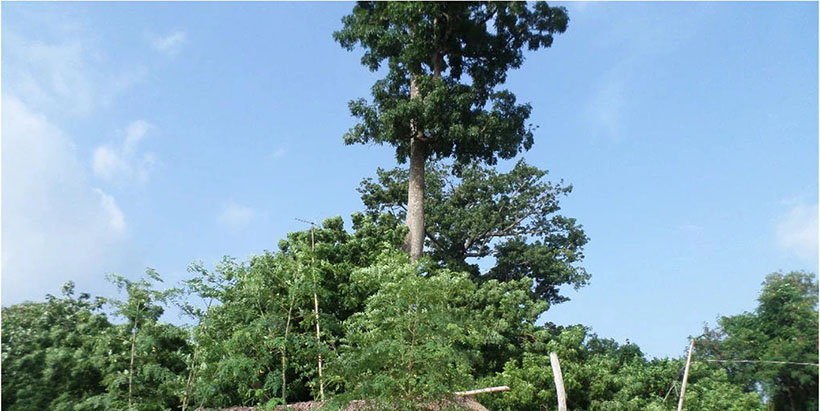 Typical Forest island in Ghana.