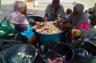 Amplifying Tricot Farmers Voices and Stories: Reflections from Participatory Video Techniques in Nigeria Women in Osun State sorting Kolanuts by diverse customers preferred colour to be sold on market day