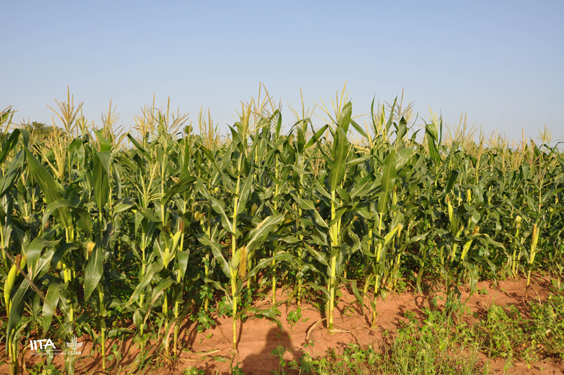 Bridging The Gender Gap In Maize Breeding A Call For Inclusive 