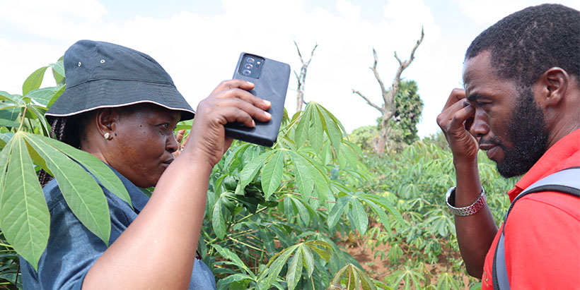 Dr Kiddo Mtunda on a cassava field with a team member.