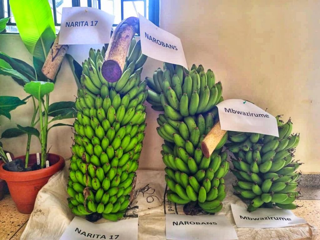 NARITA 17 /NAROBAN6 (L), NAROBAN5 (M) and Mbwazirume - Landrace (R) during the Variety Release Committee meeting at NARL Kawanda, Uganda.