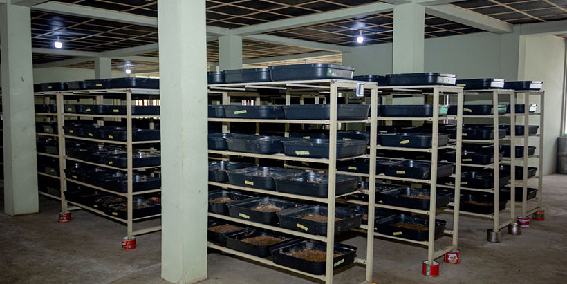 Inside of the Black Soldier Fly Larvarium in Ghana.