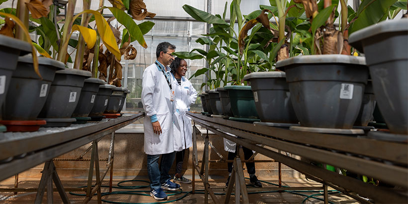 Dr Jaindra Tripathi attending to the plants being screened in the greenhouse.