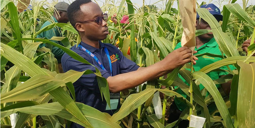 Rwahamira in the photo Collecting pollen in a pollination bag before transferring it to silks of the ear for controlled pollination.
