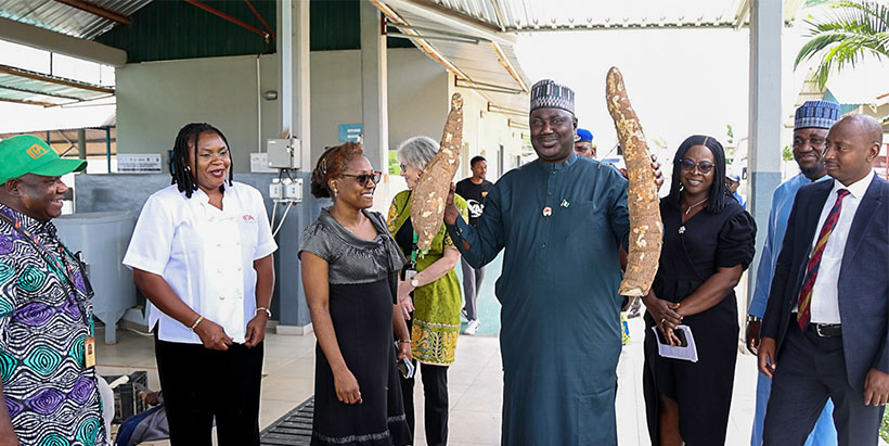 The Honourable Minister of State for Agriculture Dr Aliyu Abdullahi with the Renewed hope cassava variety.