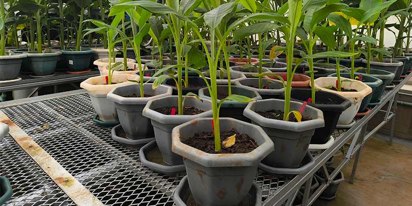 Edited banana plants growing in the screenhouse.